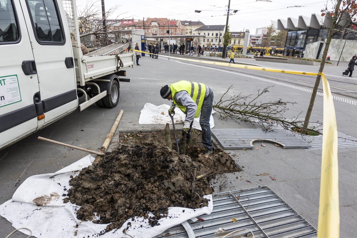 Már bontják a Széll Kálmán teret az elszáradt fák miatt