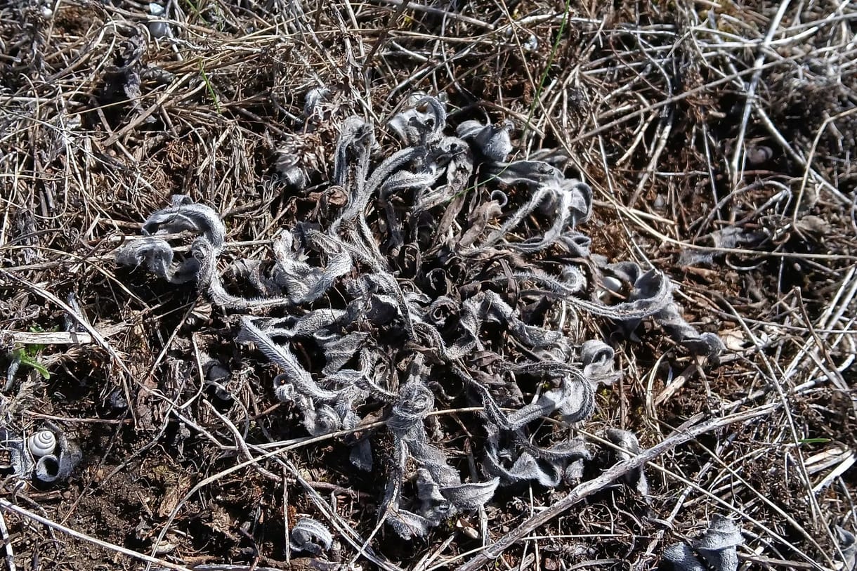 Vegyszerezéssel okoztak hatalmas kárt Budaörsön védett növény- és állatfajok élőhelyén, ahová lakóparkot terveznek építeni
