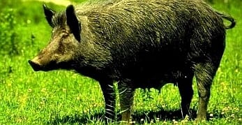 Vaddisznó támadt a hentesre, kolbász lesz belőle