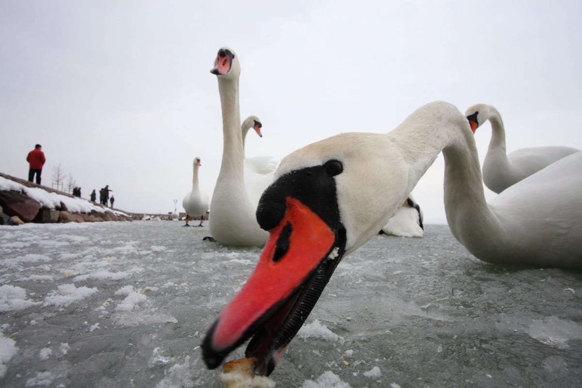 Újabb európai szégyenlista: már a Balatonnal is baj van