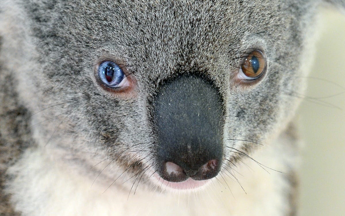 Felemás szemének köszönheti világhíres nevét egy ausztrál koala - fotó