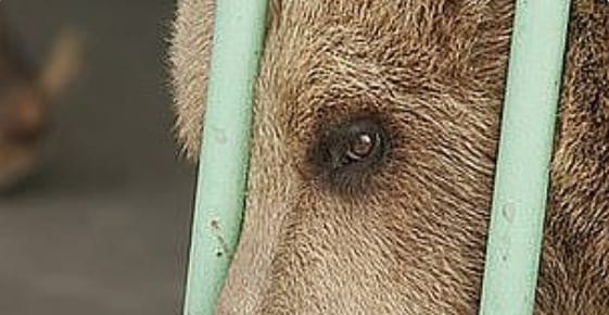 15 év után szabadult egy börtönben raboskodó medve