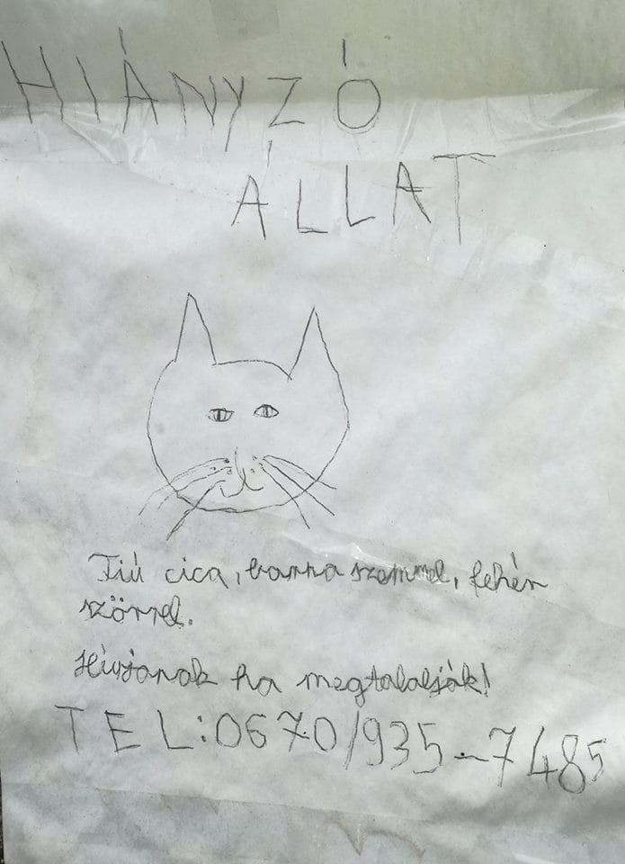 Fantomképpel keresi eltűnt cicáját egy csabai kislány - fotó