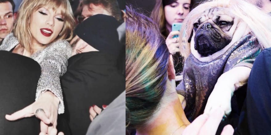 Fotók: Az Instagram leghíresebb mopsza Taylor Swiftnek állt
