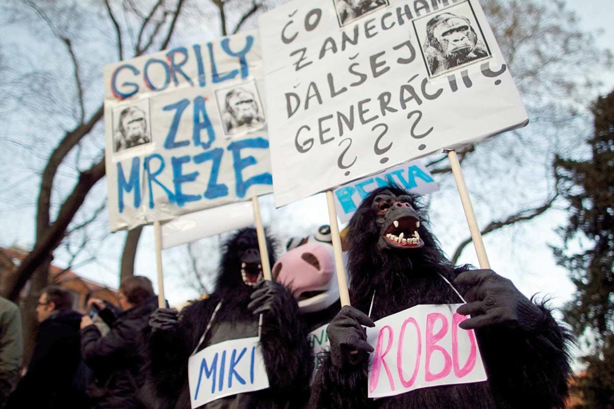 Gorillák a ködben