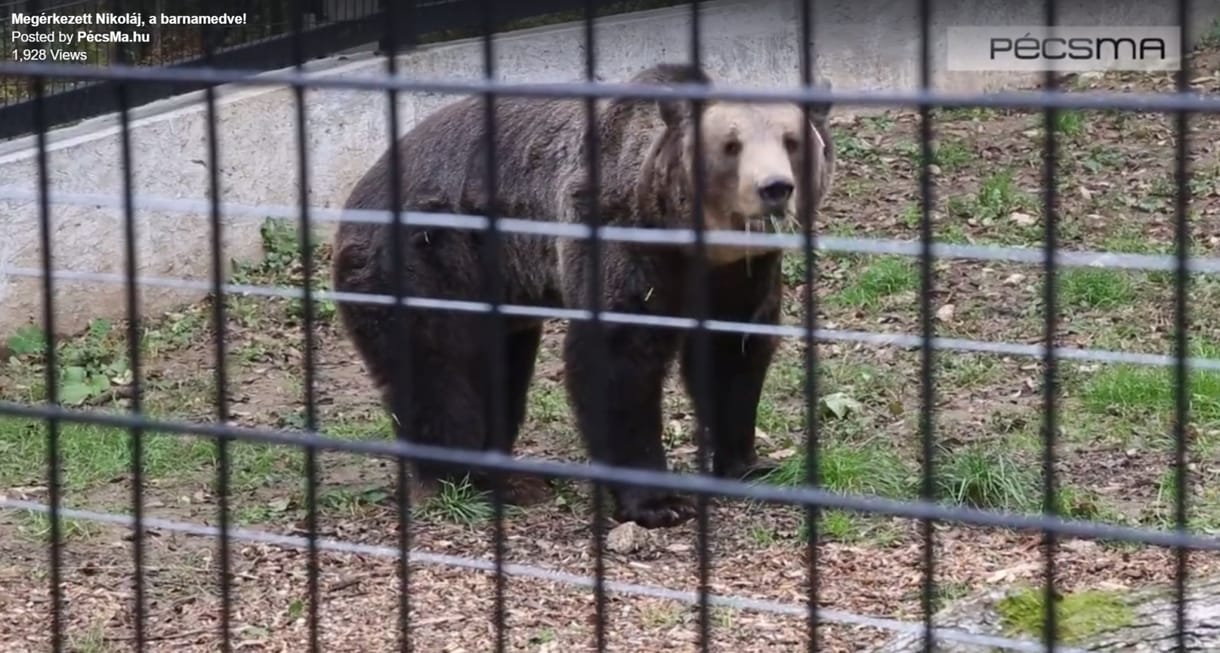 Nagydarab, szőrös és Szófiából költözött Pécsre