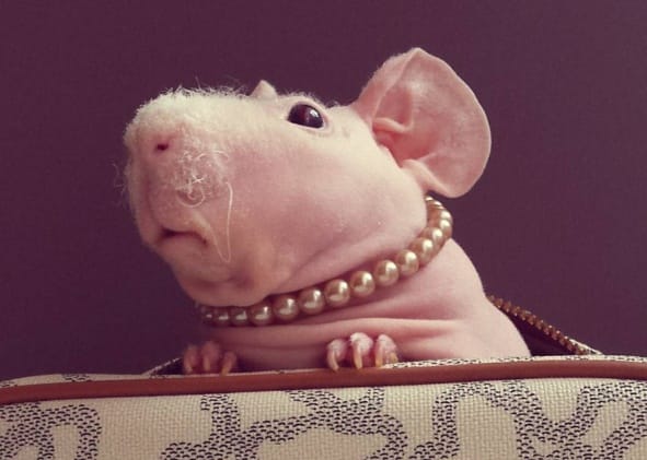 Ő az internet új sztárja: Ludwik, a csupasz tengerimalac