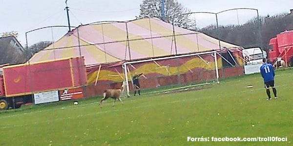 Láma rohant be egy magyar focipályára – fotó