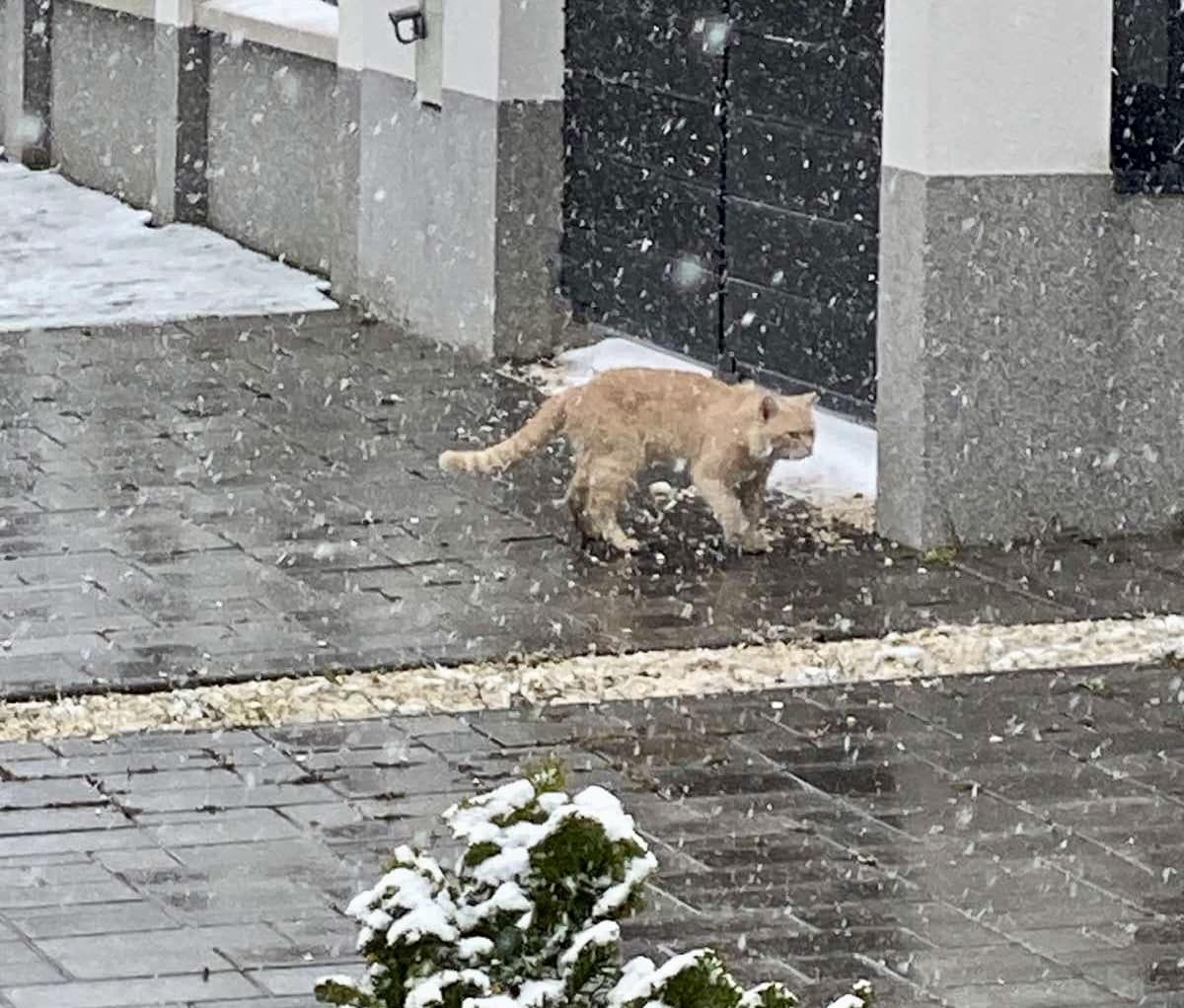 Kósa Lajos hóembert épít húsvétra