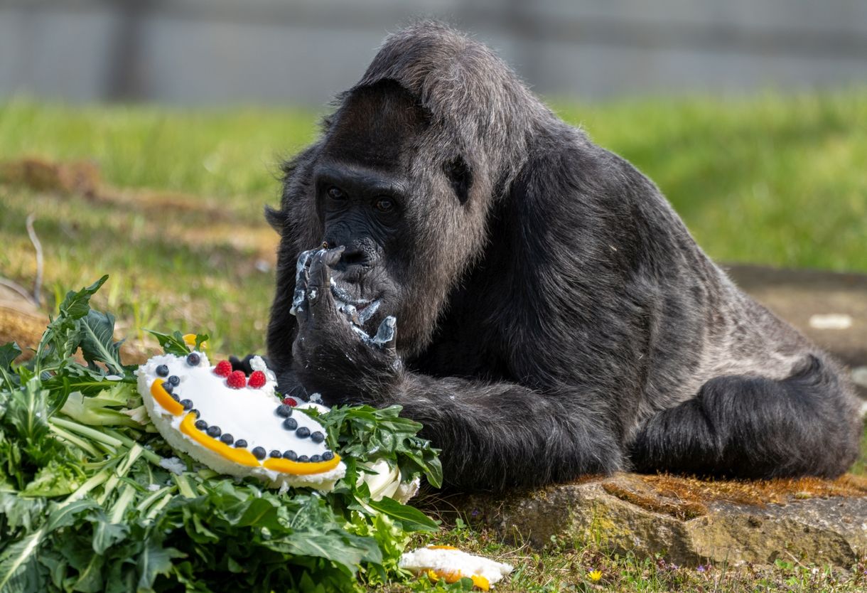 Tortával ünnepelte a születésnapját a világ legidősebb gorillája