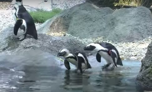 Nemcsak a hőség, ez a cukiság is leteríti majd – videó