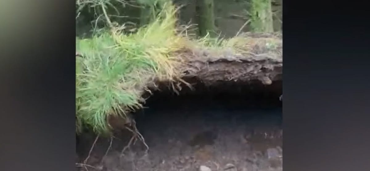 Olyan vihar van Skóciában, hogy az erdő talaját is megemelte a szél – videó