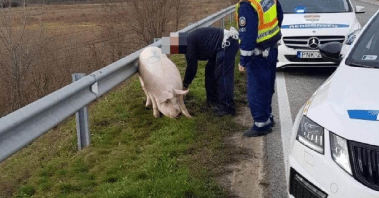 Megmenekült az autópályához tévedt disznó, de aztán levágták