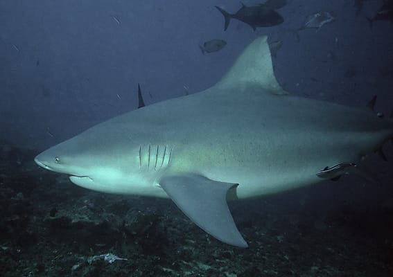 Népszerű ausztrál strandon támadt szörfösre a cápa, az áldozat meghalt