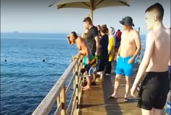 Videót tettek közzé az egyiptomi cápatámadásról: a megtámadott nő egyedül úszott ki a partra, mentők csak ott várták