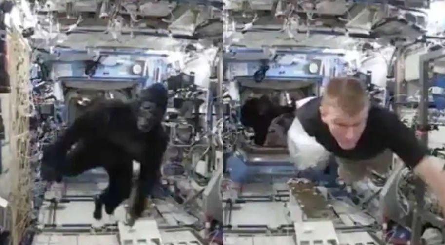Gorilla az űrben? Fergetes videó terjed a Nemzetközi Űrállomás űrhajósairól
