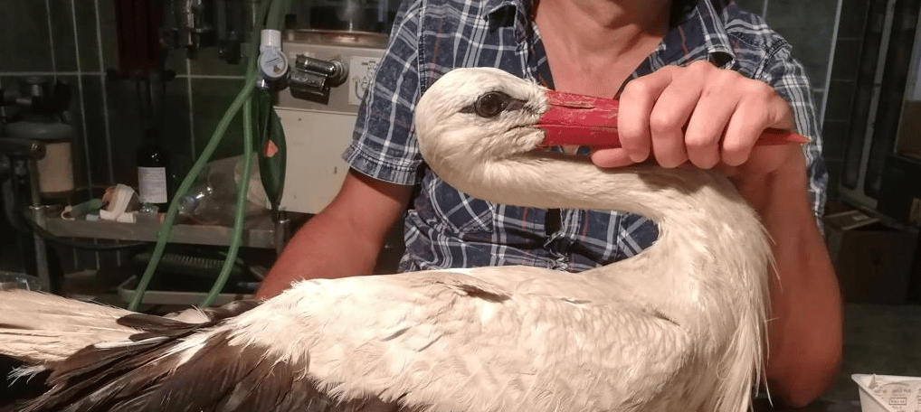Hét lövedéket szedtek ki egy gólyából a hortobágyi Madárkórházban