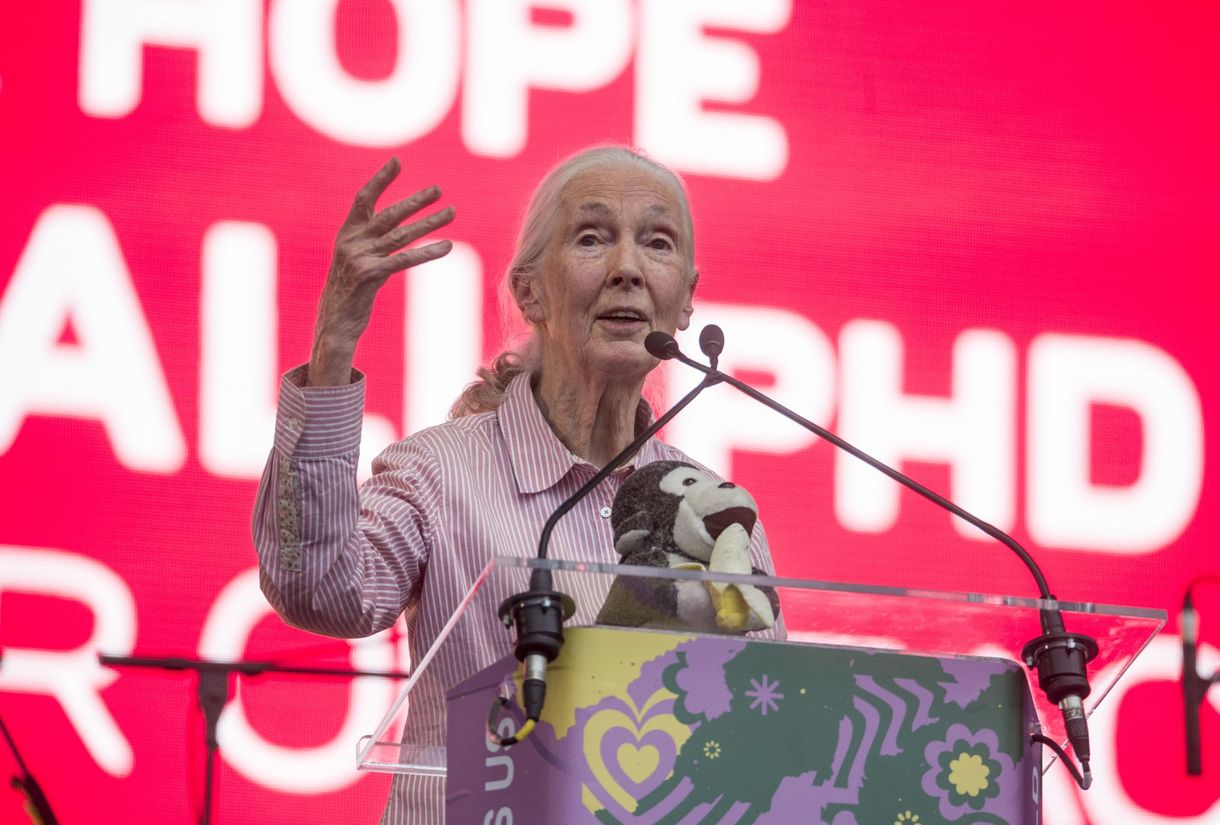 Jane Goodall: 