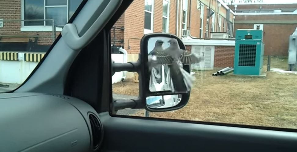 Videó: Kívülről talán még érdekes is, de a madaraknak élet-halál harcot jelenthet egy visszapillantó tükör