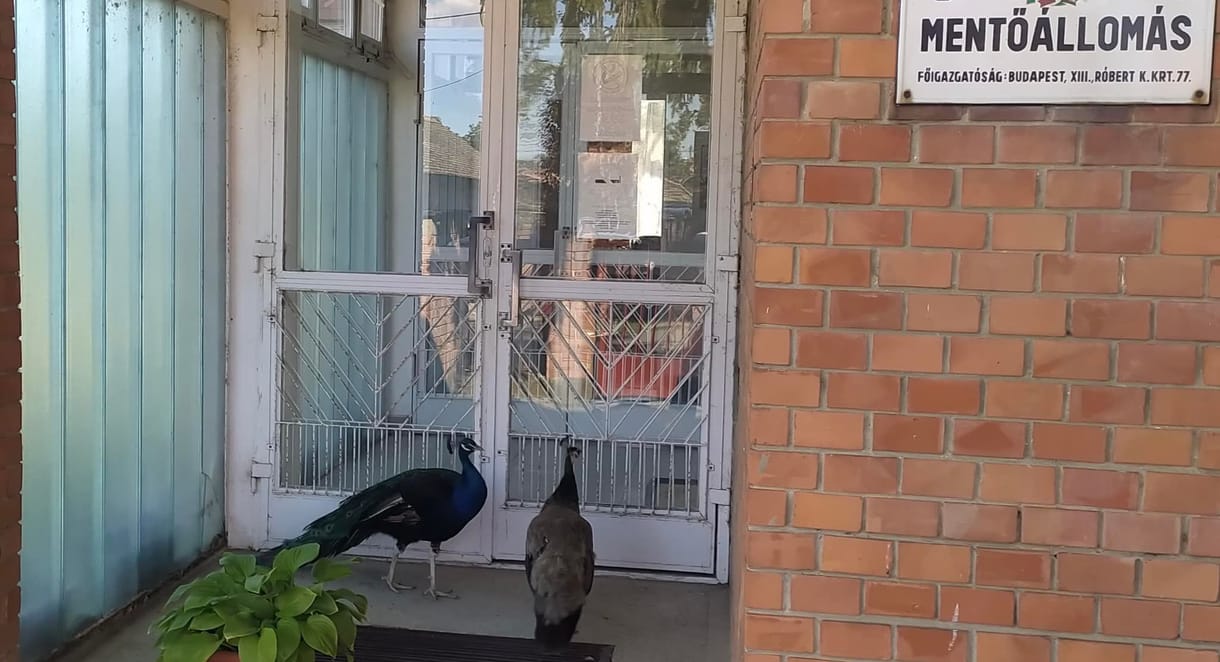 Pávák kopogtattak be a mentőkhöz a hőségben