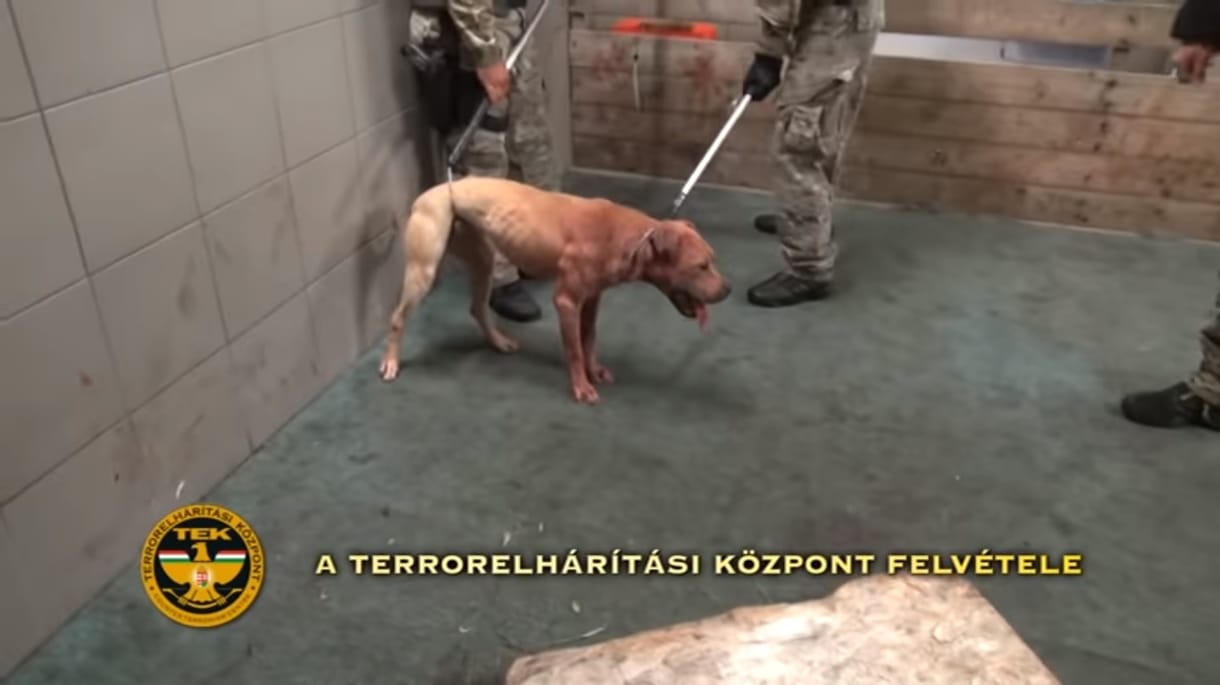 Mohácsi vágóhídon tartottak kutyaviadalt – videó