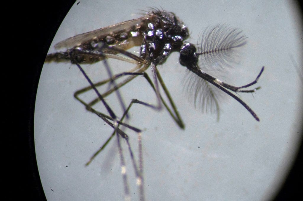 Génmódosított szúnyogokkal küzdenek a Dengue-láz ellen Brazíliában
