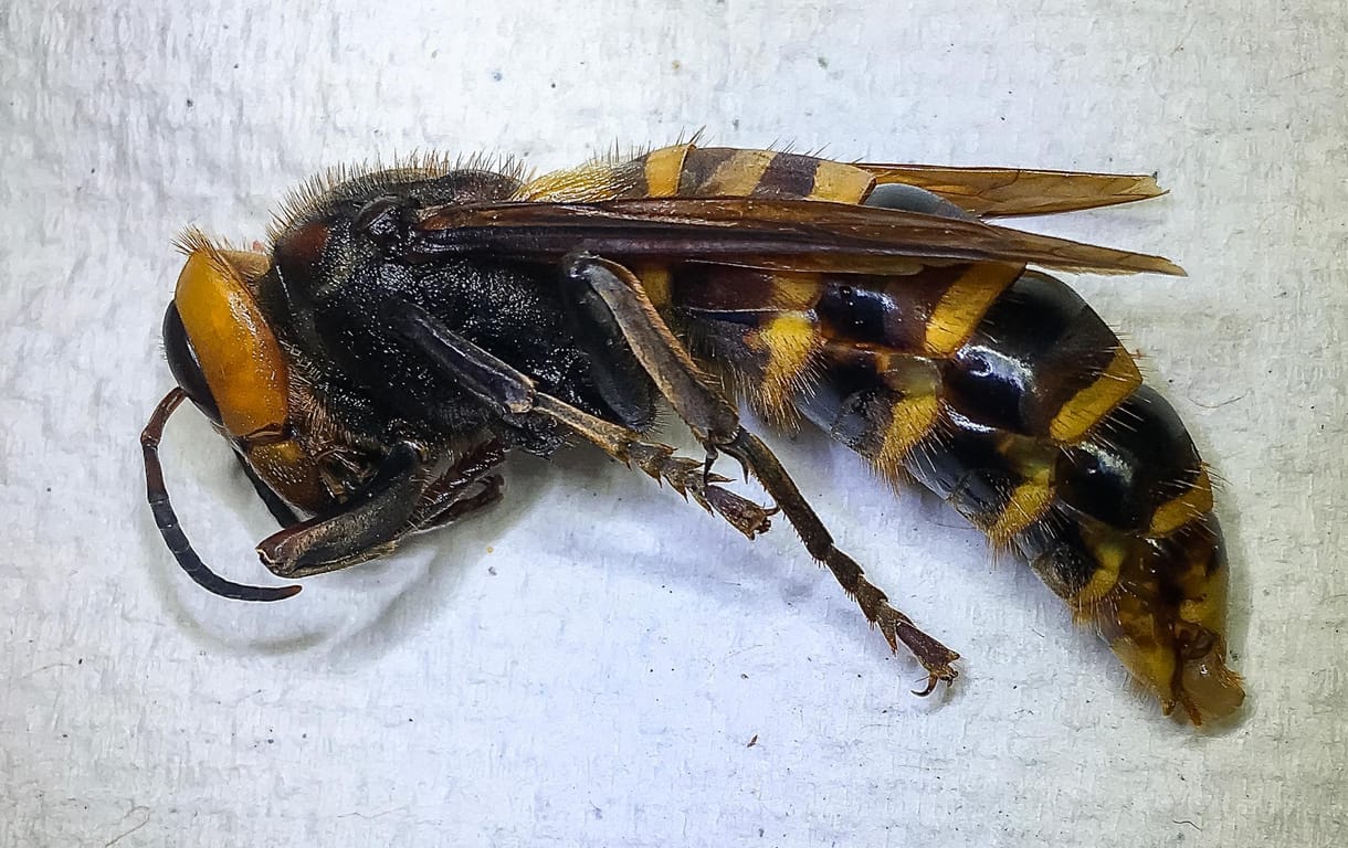 Sikerült elfogni és közelről lefotózni az új, 
