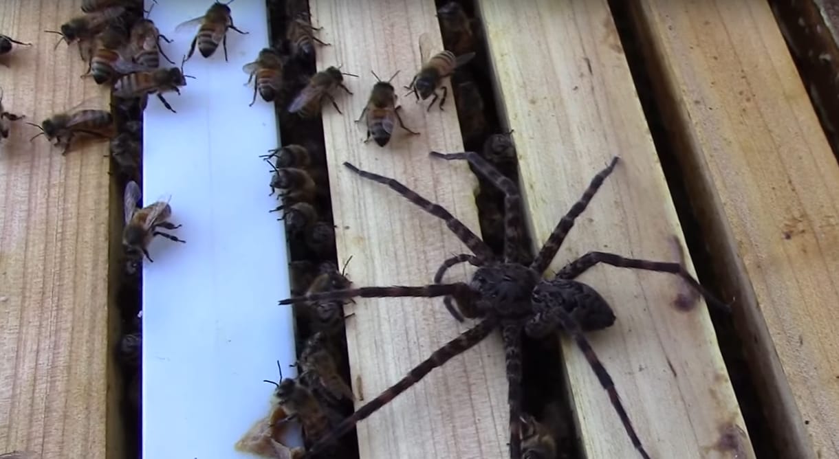 Horrorvideó: Szétszedik a méhek az óriáspókot