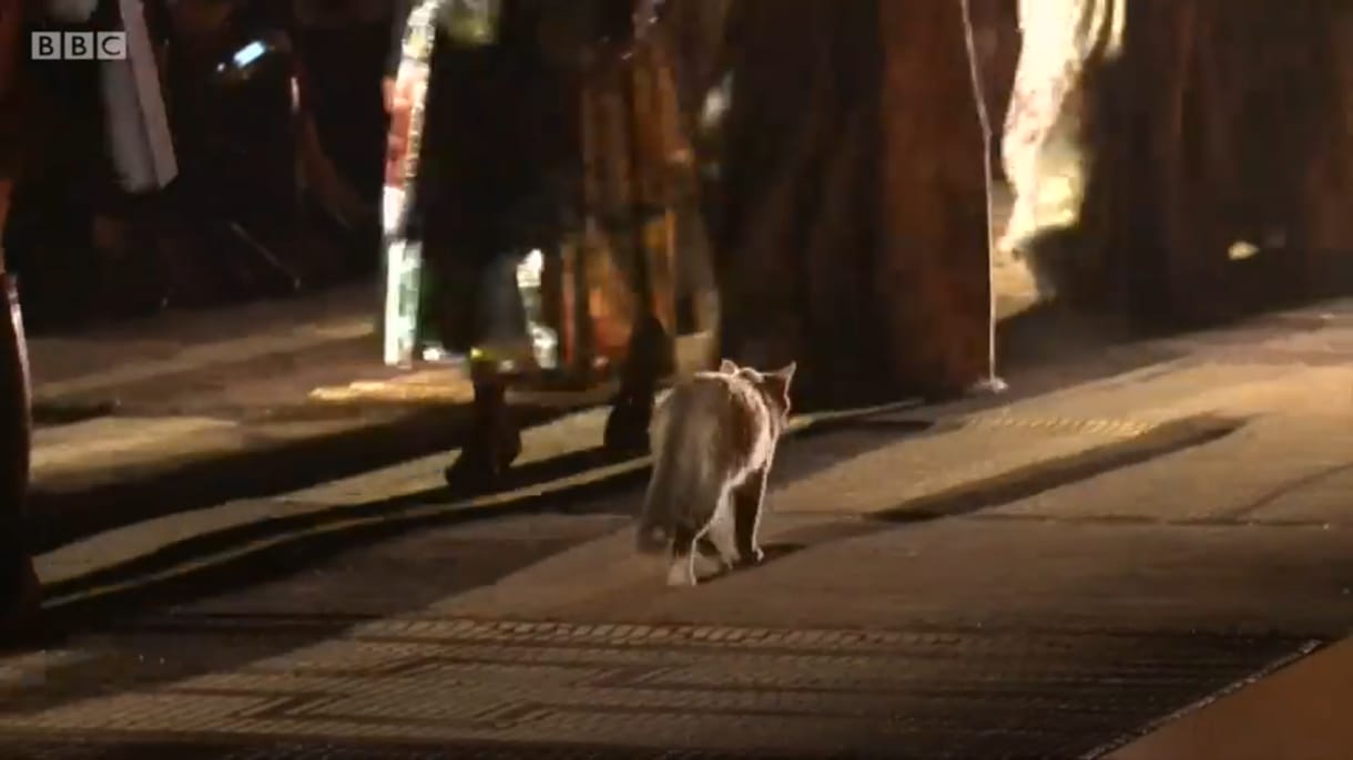 Egy macska lett a marrákesi divatbemutató sztárja