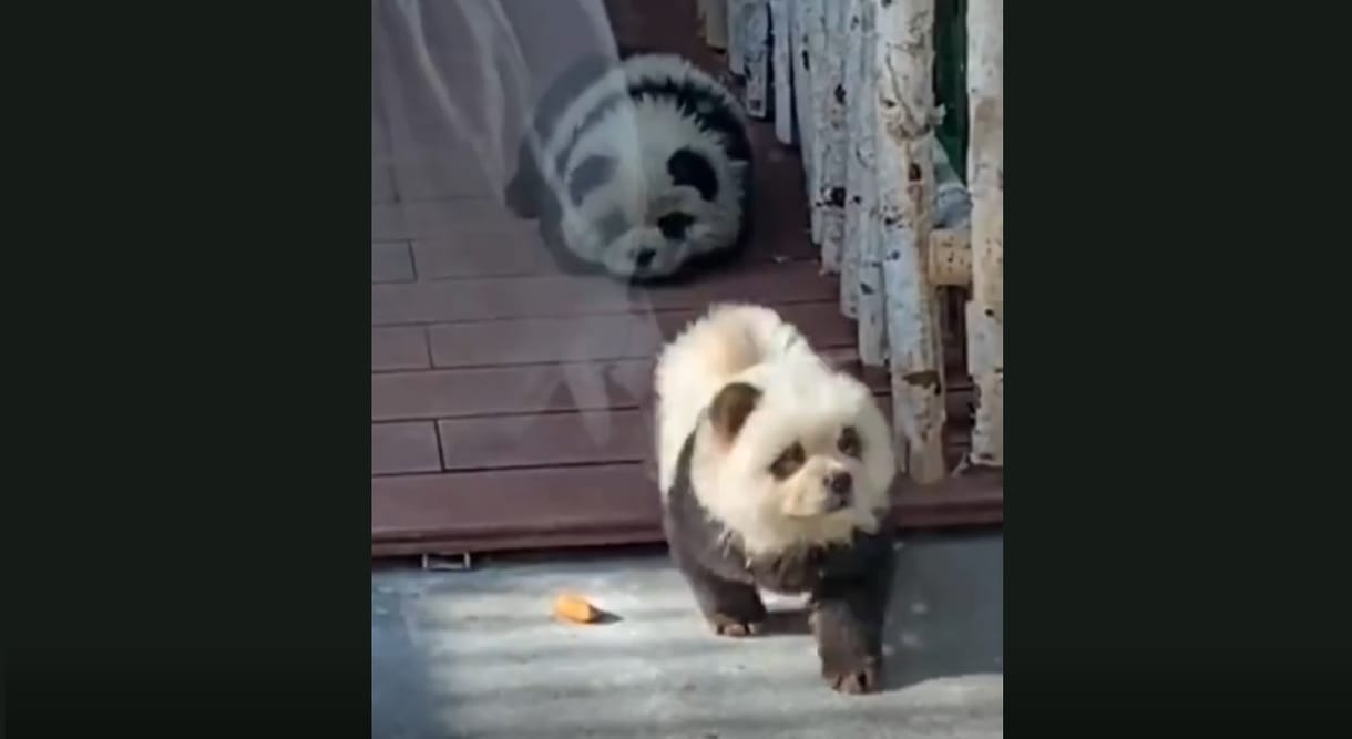 Fekete-fehérre festett csaucsau kutyákat mutattak be pandaként egy kínai állatkertben – videó