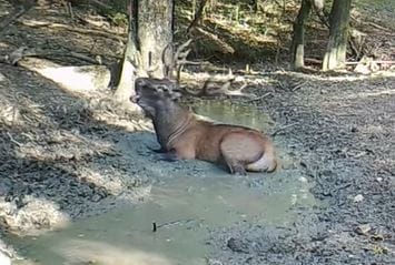 Így dagonyázik a sárban egy börzsönyi gímszarvas