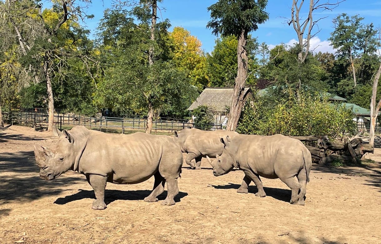 Szélesszájú orrszarvú érkezett a Nyíregyházi Állatpark rinocéroszháremébe – videó