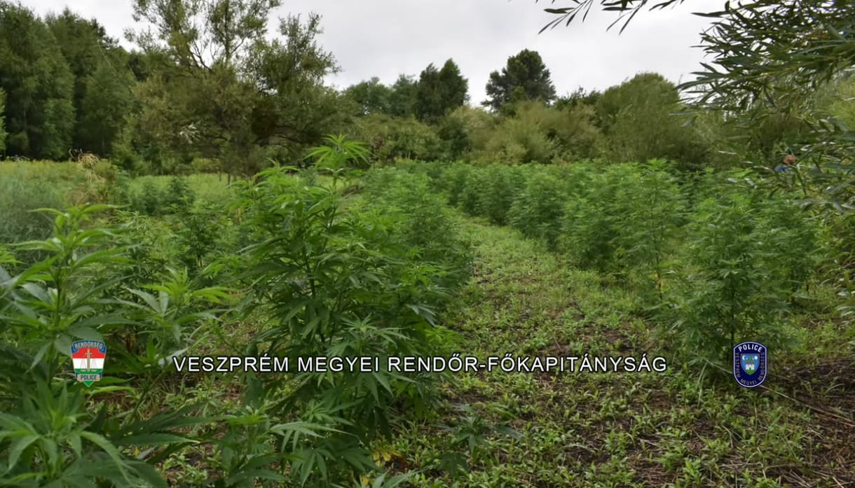 Vadászok termesztették a kannabiszt Devecsernél