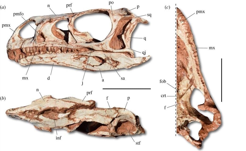 Nagyon furcsa dinoszaurusz maradványait tárták fel Brazíliában