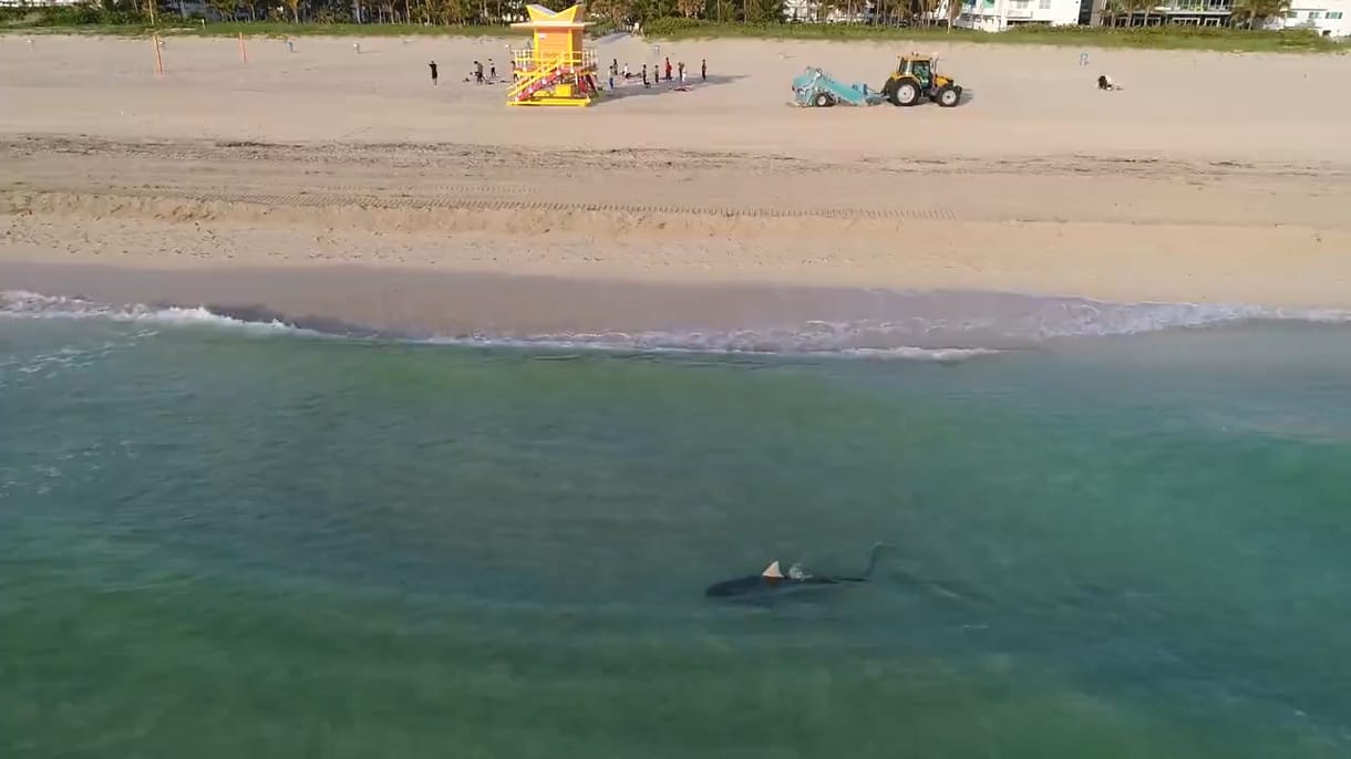 Elég ijesztő ez a videó a cápáról, ami beúszott a fürdőzők közé