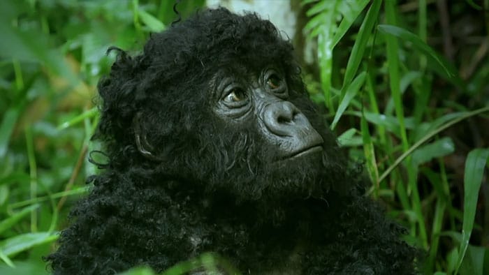 Robotmajombébi épült be a gorillák közé, fantasztikus videókat csinált