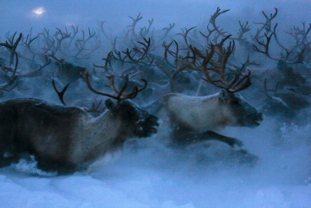 Megnyomta a vészcsengőt a WWF az Északi-sarkvidéken a rénszarvasok miatt