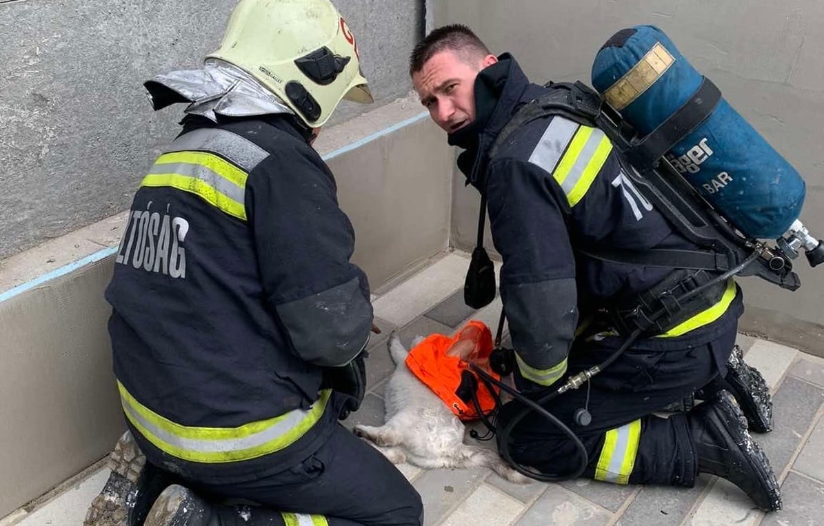 Lélegeztetéssel mentették meg egy macska életét a tűzoltók