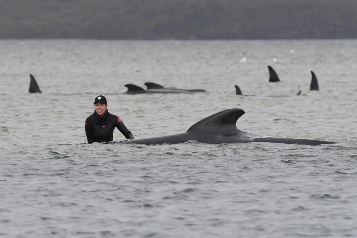 Tömegesen pusztulnak a delfinek Hollandia partjainál
