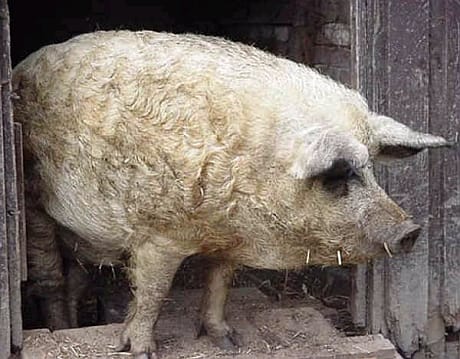 Áldomás: Mészáros Lőrinc és az ő 9600 forintos mangalicakolbásza