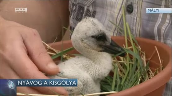 Igazi kelepelőbajnok az Erdőtelken megmentett kisgólya - videó