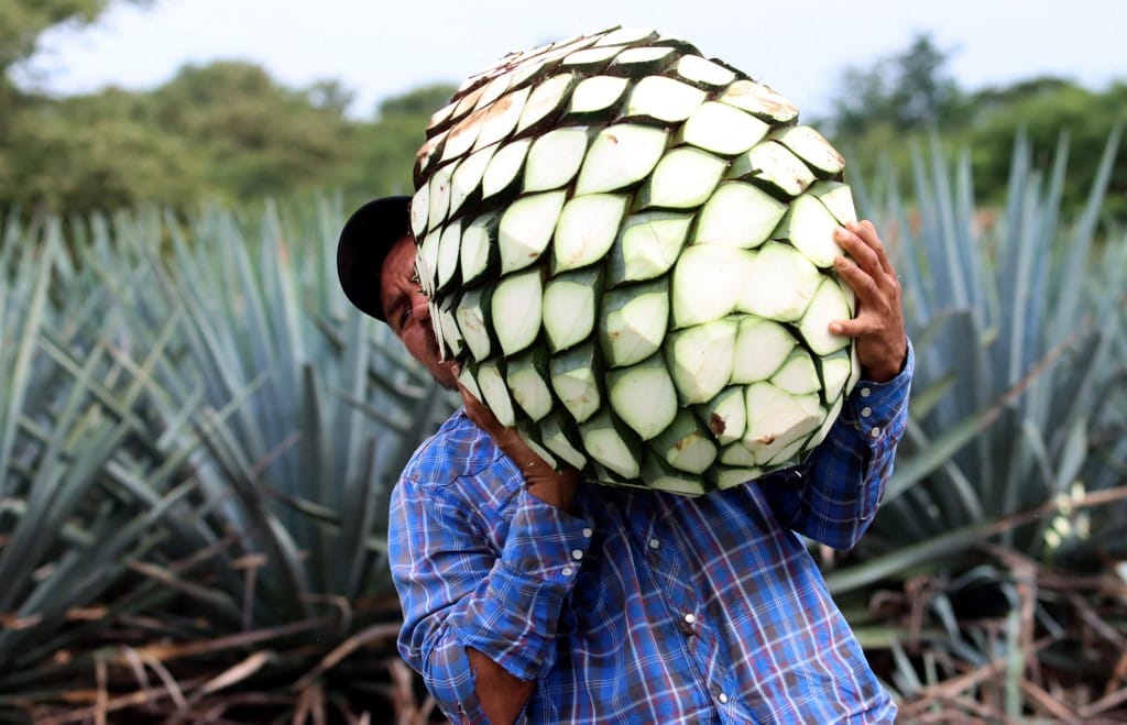 Annyira fogy a tequila Európában, hogy agavehiány alakult ki