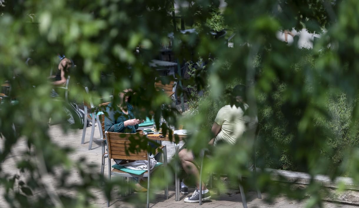 A főtájépítész szerint Budapest fáinak 80 százaléka beteg