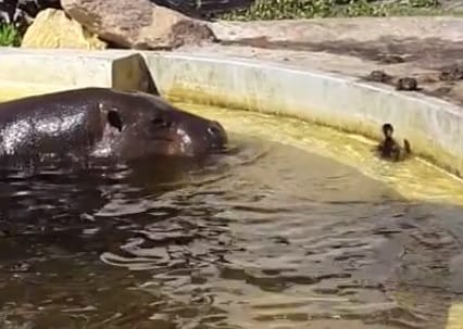Videó: Vízilovak siettek a bajba jutott kiskacsa segítségére