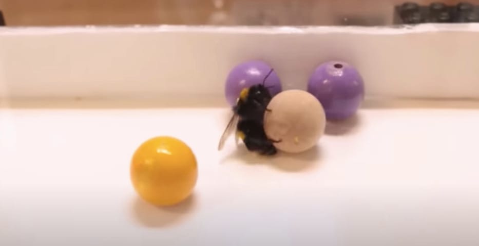 Kiderült, hogy a méhek is szeretnek játszani, videón a nem is akármilyen mutatványok