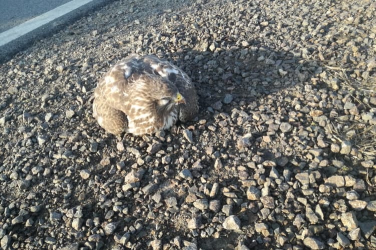 Az út szélén gubbasztott egy egerészölyv, a rendőrök mentették meg