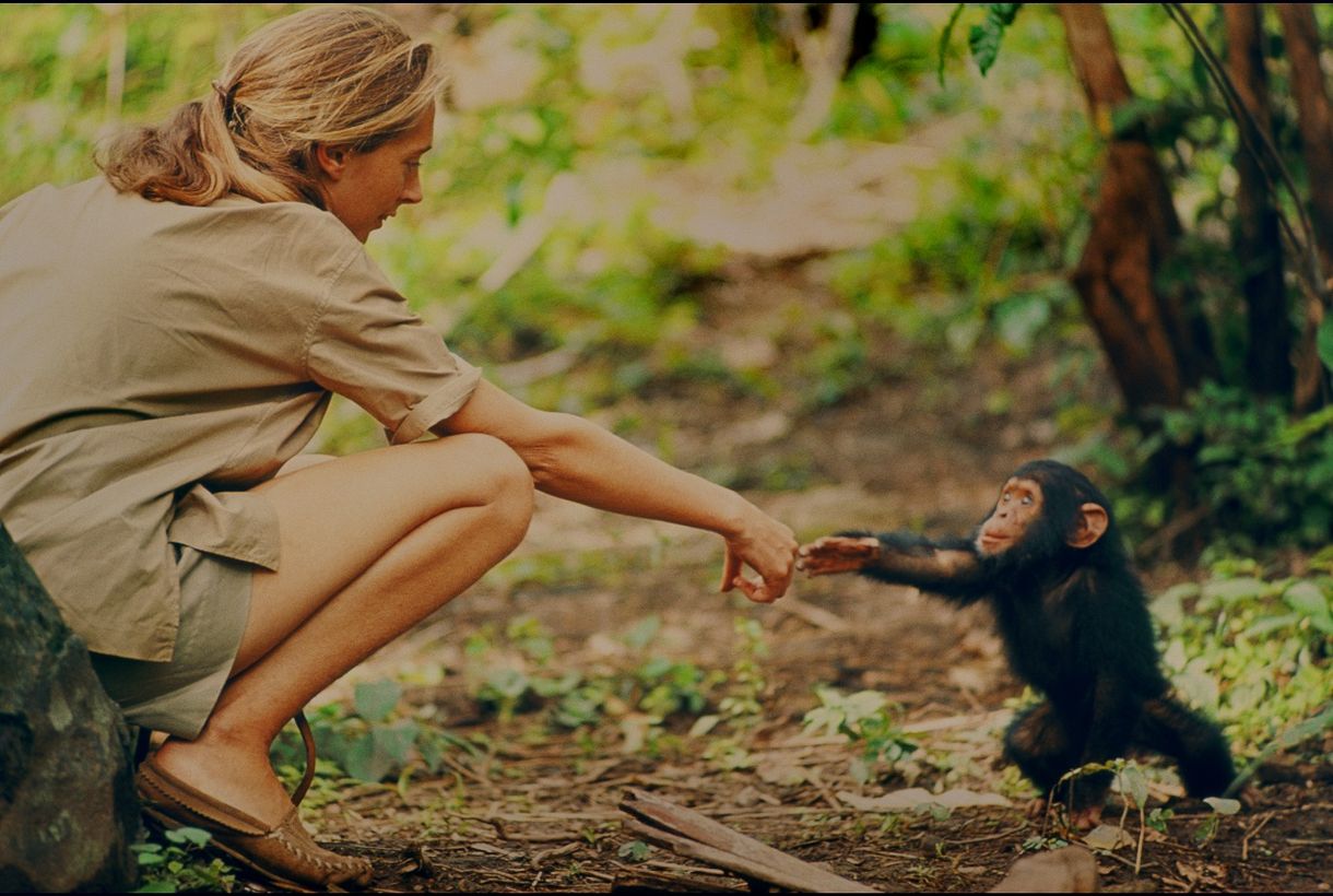 Érdemes lesz vasárnap a tévé elé ülni: eddig soha nem látott felvételekkel jön a Jane Goodall életéről szóló film