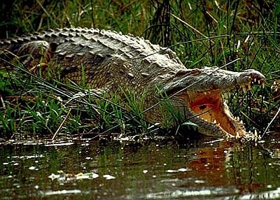 Krokodil hurcolt el egy fürdőző nőt Ausztráliában