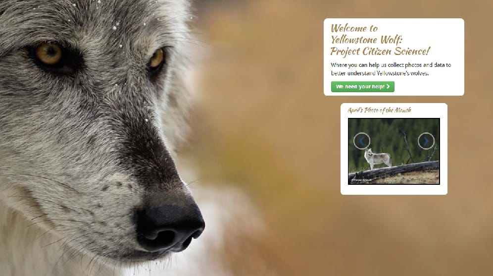 Lelőtte valaki a Yellowstone leghíresebb farkasát