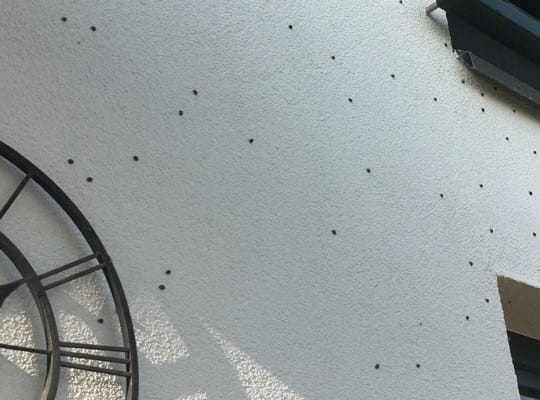 A poloskák után itt az újabb rovarinvázió